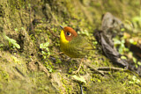 Image. Chestnut-headed Tesia