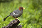 Image. Chestnut-hooded Laughingthrush