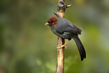 Image. Chestnut-hooded Laughingthrush