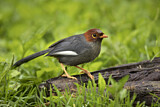 Image. Chestnut-hooded Laughingthrush