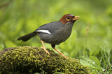 Image. Chestnut-hooded Laughingthrush