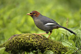 Image. Chestnut-hooded Laughingthrush