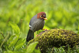 Image. Chestnut-hooded Laughingthrush