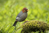 Image. Chestnut-hooded Laughingthrush