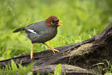 Image. Chestnut-hooded Laughingthrush