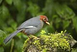 Image. Chestnut-hooded Laughingthrush