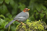 Image. Chestnut-hooded Laughingthrush