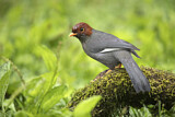 Image. Chestnut-hooded Laughingthrush