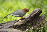 Image. Chestnut-hooded Laughingthrush