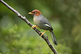 Image. Chestnut-hooded Laughingthrush