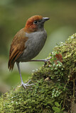 Image. Chestnut-naped Antpitta