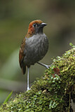 Image. Chestnut-naped Antpitta