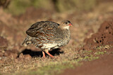 Image. Chestnut-naped Francolin
