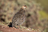 Image. Chestnut-naped Francolin