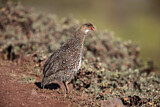 Image. Chestnut-naped Francolin