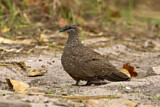 Image. Chestnut-quilled Rock Pigeon