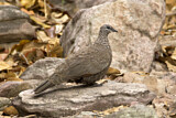 Image. Chestnut-quilled Rock Pigeon
