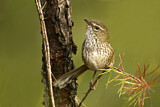 Image. Chestnut-rumped Heathwren