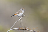 Image. Chestnut-rumped Thornbill