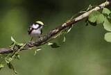 Image. Chestnut-sided Warbler 