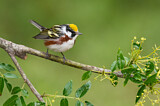 Image. Chestnut-sided Warbler 