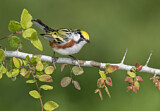 Image. Chestnut-sided Warbler 
