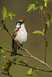 Image. Chestnut-sided Warbler 