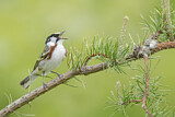 Image. Chestnut-sided Warbler 