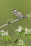 Image. Chestnut-sided Warbler 