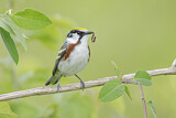 Image. Chestnut-sided Warbler 
