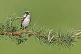 Image. Chestnut-sided Warbler 