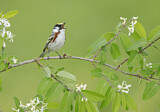 Image. Chestnut-sided Warbler 