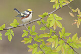 Image. Chestnut-sided Warbler 