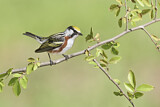 Image. Chestnut-sided Warbler 