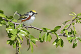 Image. Chestnut-sided Warbler 