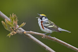 Image. Chestnut-sided Warbler 