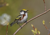 Image. Chestnut-sided Warbler 