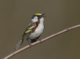 Image. Chestnut-sided Warbler 