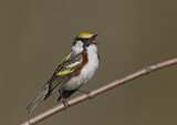 Image. Chestnut-sided Warbler 