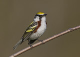 Image. Chestnut-sided Warbler 