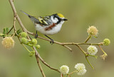 Image. Chestnut-sided Warbler 