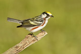 Image. Chestnut-sided Warbler 