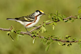 Image. Chestnut-sided Warbler 