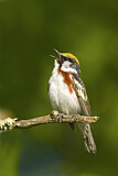 Image. Chestnut-sided Warbler 