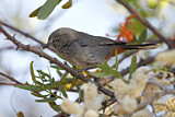 Image. Chestnut-vented Warbler