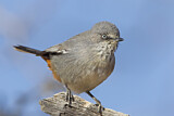 Image. Chestnut-vented Warbler