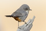 Image. Chestnut-vented Warbler