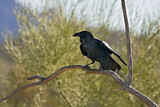 Image. Chihuahuan Raven