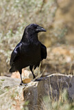 Image. Chihuahuan Raven