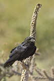 Image. Chihuahuan Raven
